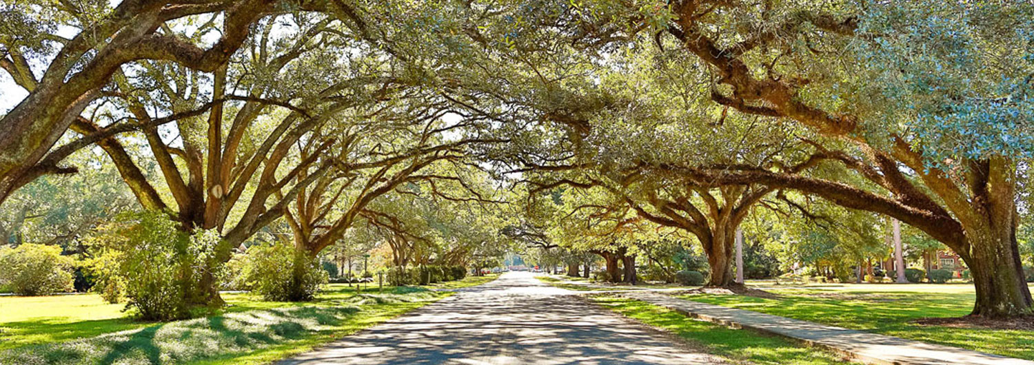 Tree-lined street in Bay Minette showcasing lush landscaping and well-maintained greenery, emphasizing the professional landscaping services offered by Big Mess No Stress.